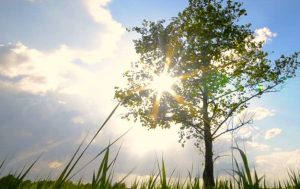 Verduurzamen gemeenten | Aestate Zon en boom